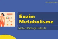 Enzim Metabolisme