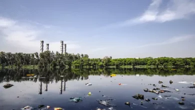 Rangkuman Biologi Kelas 10 Bab 6 Perubahan Lingkungan Pencemaran – Kurikulum Merdeka